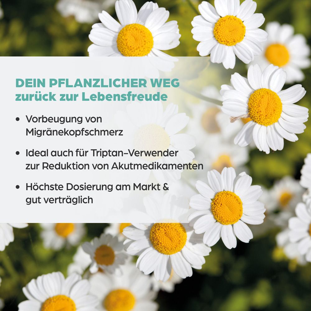 Nahaufnahme von Margeriten, Text über pflanzliche Linderung von Migränekopfschmerz.
