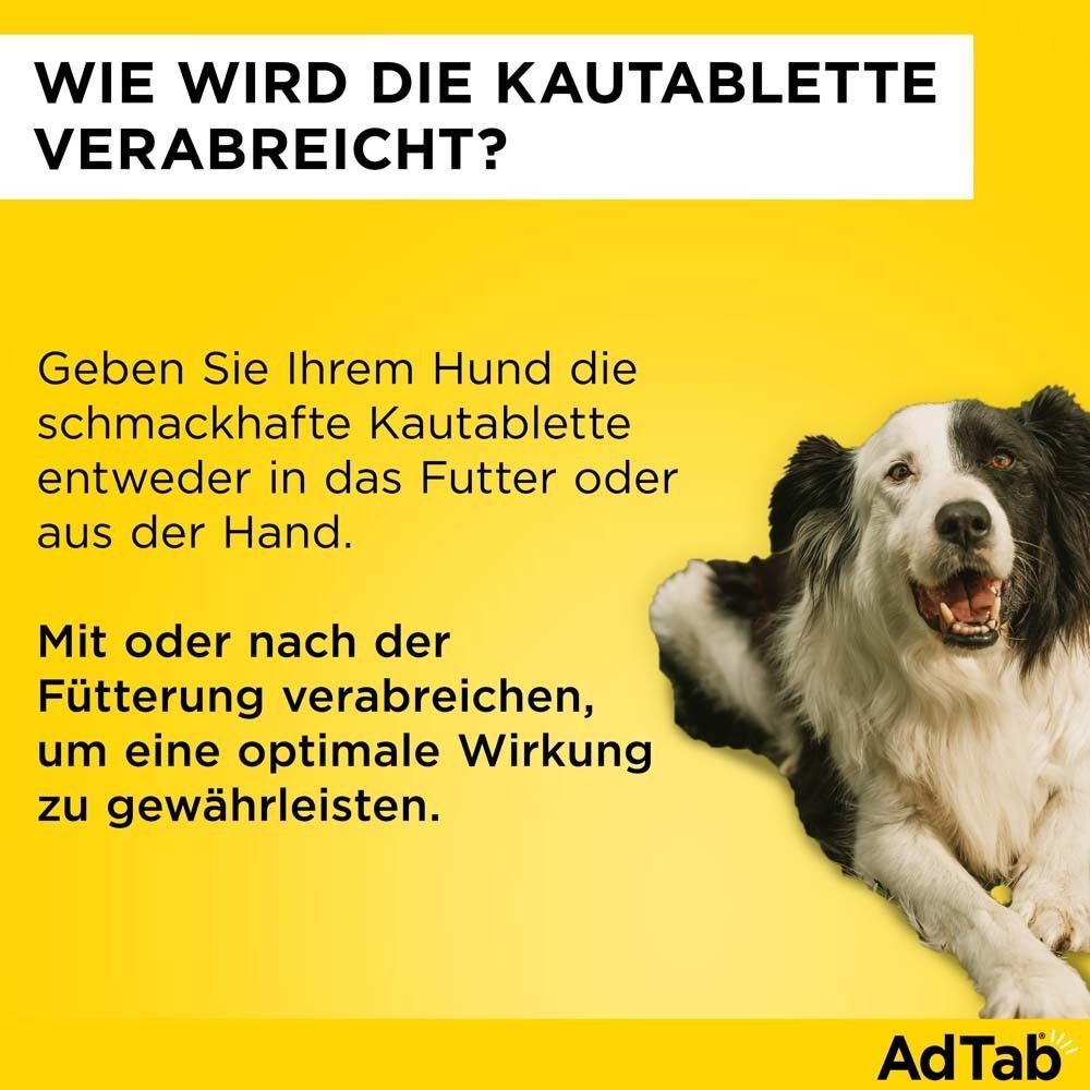 Gelber Hintergrund mit Text: Wie wird die Kautablette verabreicht? Mit oder nach der Fütterung verabreichen. Hund.