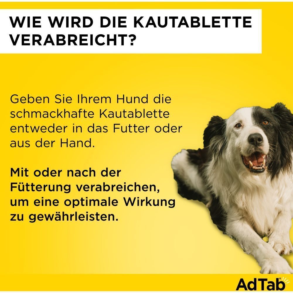 Gelber Hintergrund mit Text und Hund. Text: Wie wird die Kautablette verabreicht? Mit oder nach der Fütterung verabreichen.