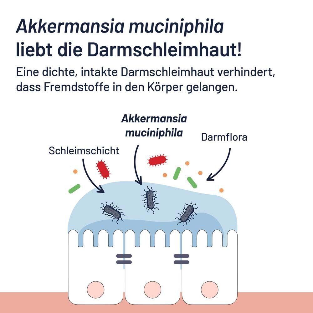 Grafik: Akkermansia muciniphila Bakterien in der Darmschleimhaut. Text: Akkermansia muciniphila liebt die Darmschleimhaut!