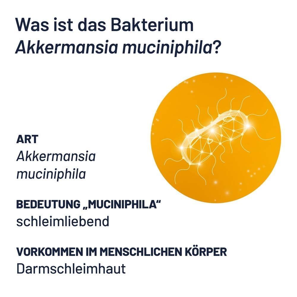 Grafik: Akkermansia muciniphila Bakterium. Text: Akkermansia muciniphila, Bedeutung: schleimliebend, Vorkommen: Darmschleimhaut.