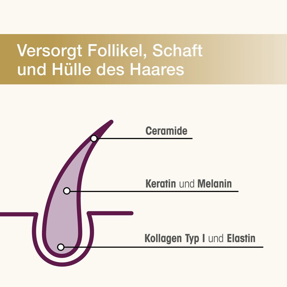 Schematische Darstellung eines Haares mit Beschriftung von Ceramiden, Keratin, Melanin und Kollagen.