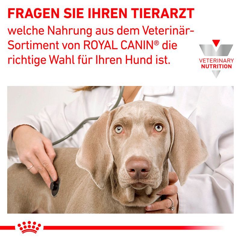 Tierarzt untersucht Hund mit Stethoskop, ROYAL CANIN® Veterinary Nutrition.