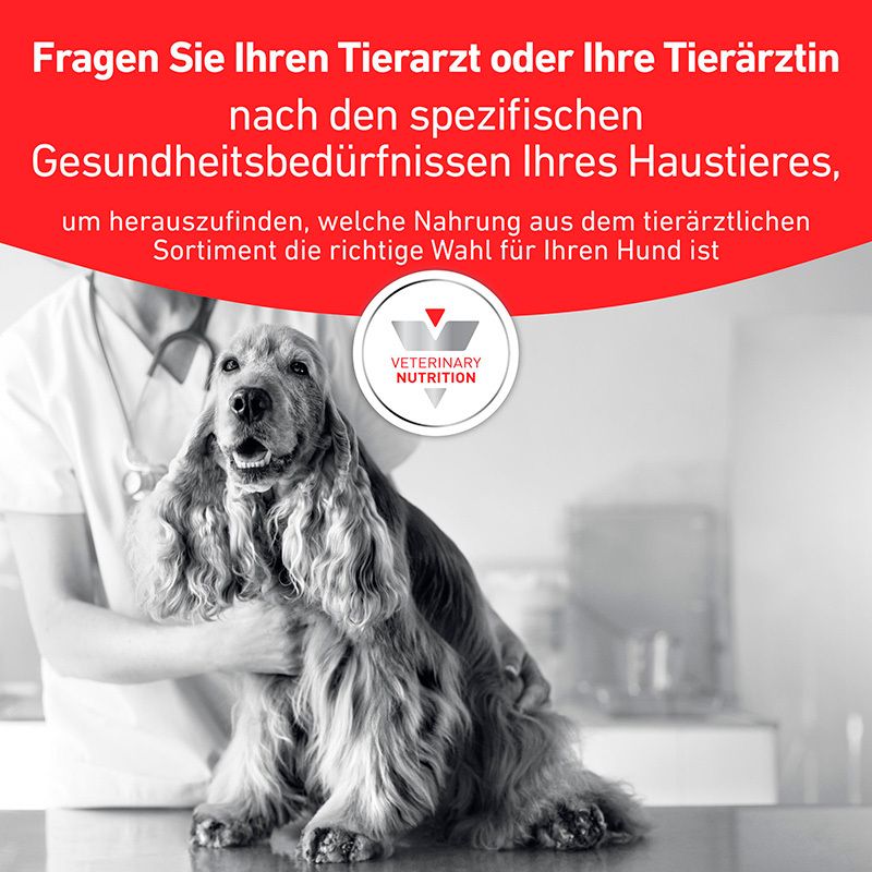 Tierarzt berät zu spezifischen Gesundheitsbedürfnissen Ihres Haustieres für die richtige Futterwahl.
