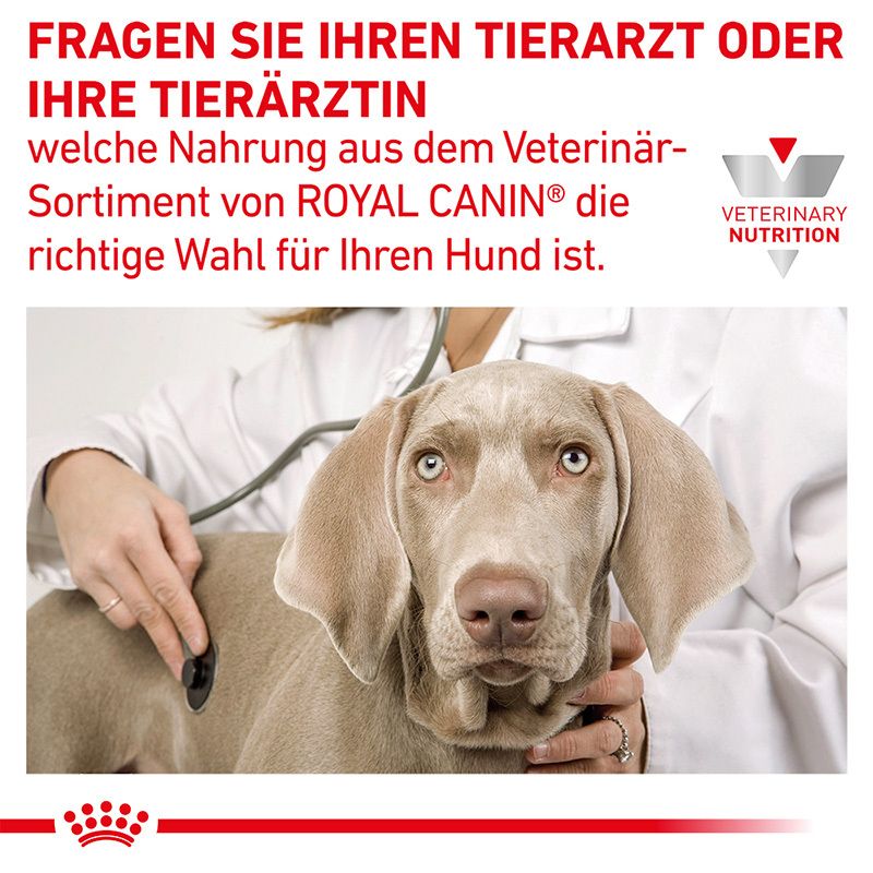 Tierarzt untersucht Hund; Empfehlung für Royal Canin Veterinary Nutrition.