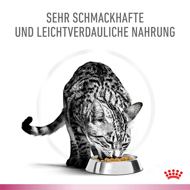 Katze frisst schmackhaftes und leicht verdauliches Royal Canin Early Renal Trockenfutter.