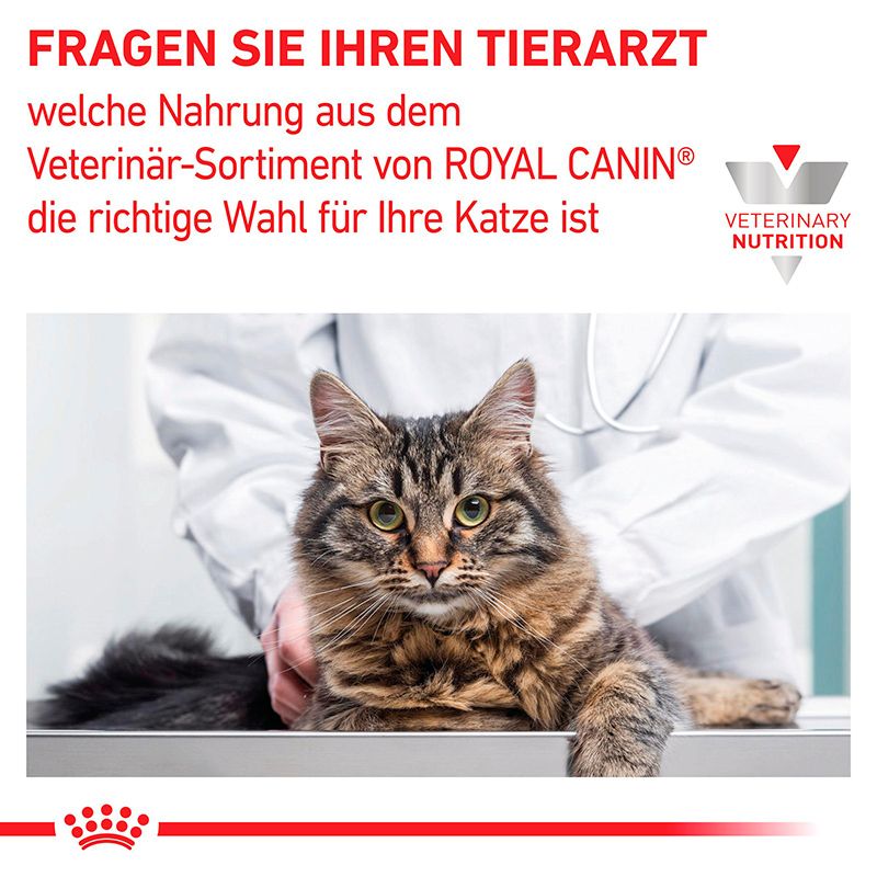 Tierarzt berät zur Wahl von ROYAL CANIN Veterinary Renal Ernährung für Katzen.