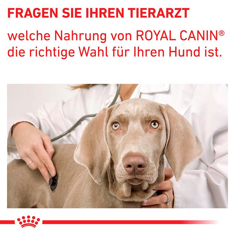 Tierarzt untersucht Hund: Beratung zur richtigen Royal Canin Ernährung für Ihren Hund.