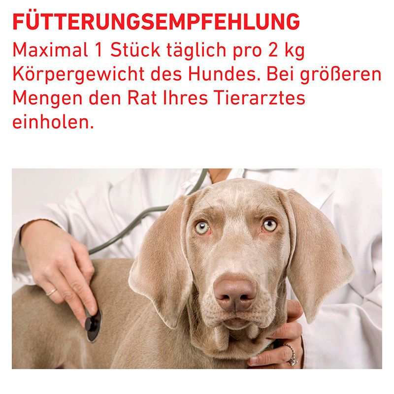 Tierarzt untersucht Hund mit Stethoskop. Fütterungsempfehlung Royal Canin Pill Assist.