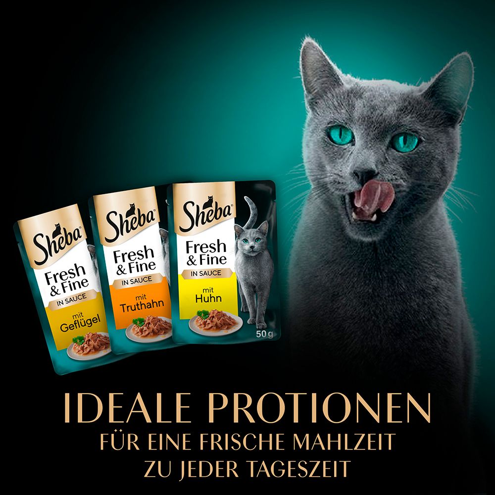 Graue Katze leckt sich die Lippen, daneben Sheba Fresh & Fine Beutel.