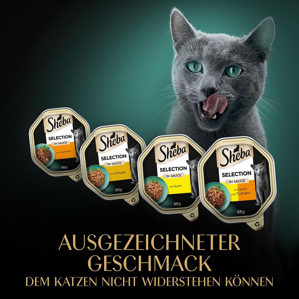 Graue Katze leckt sich die Lippen vor Sheba Selection Schalen.