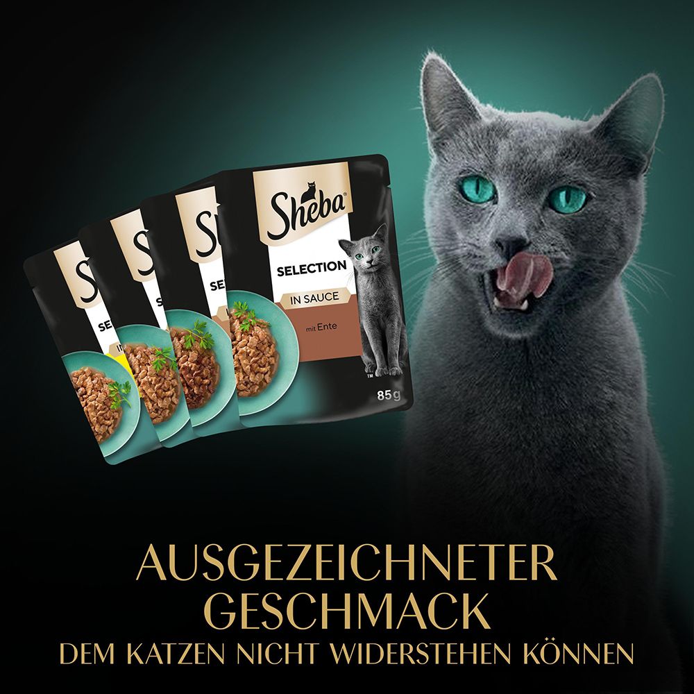 Hungrige Katze leckt sich die Lippen vor Sheba Selection Mini Filets in Sauce, Geflügel-Variationen.