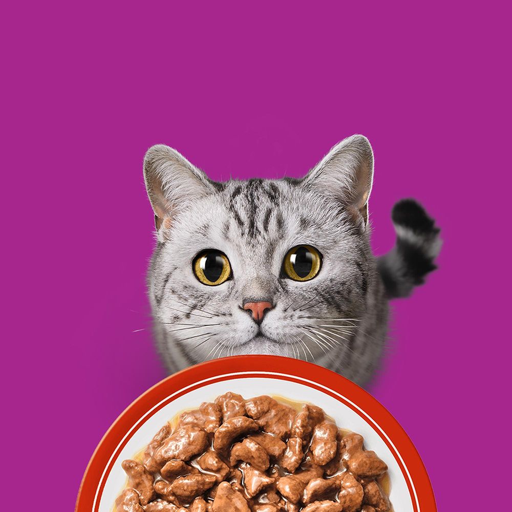 Nahaufnahme einer Katze, die auf eine Schale mit Whiskas-Futter blickt.
