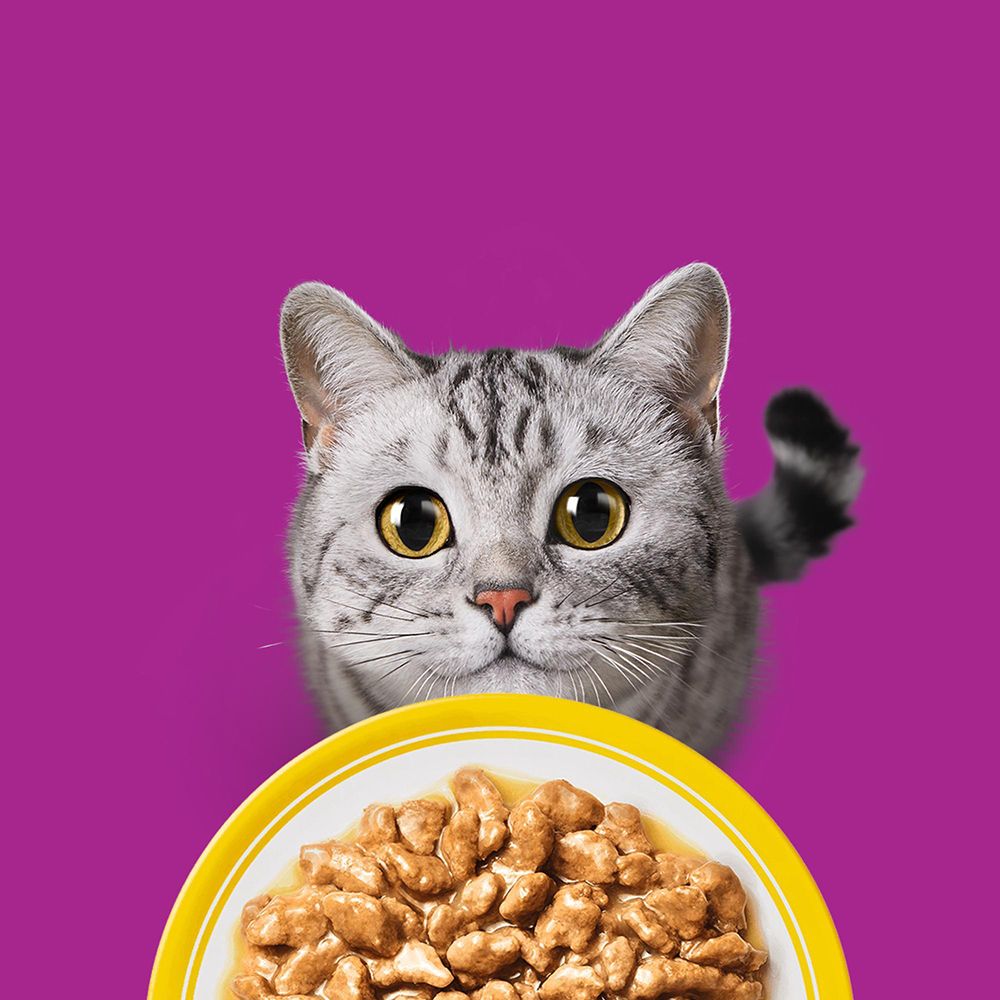 Katze blickt auf eine Schale mit Whiskas Geflügel Auswahl Nassfutter.