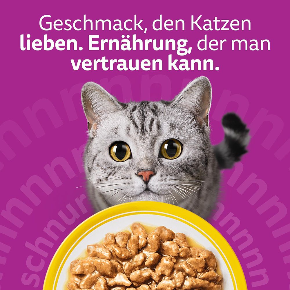 Katze blickt auf Schale mit Whiskas Nassfutter: Geschmack und Ernährung.