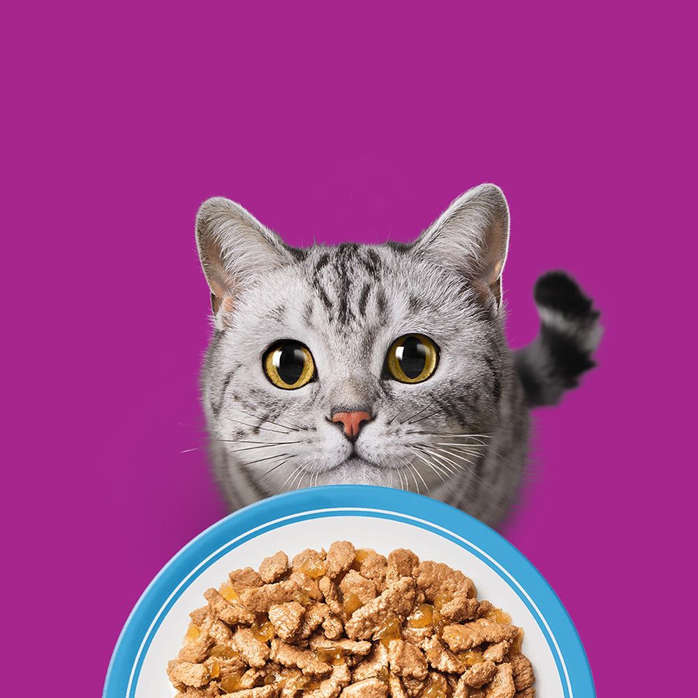 Nahaufnahme eines neugierigen Katzengesichts über einer Schüssel mit Whiskas Futter.