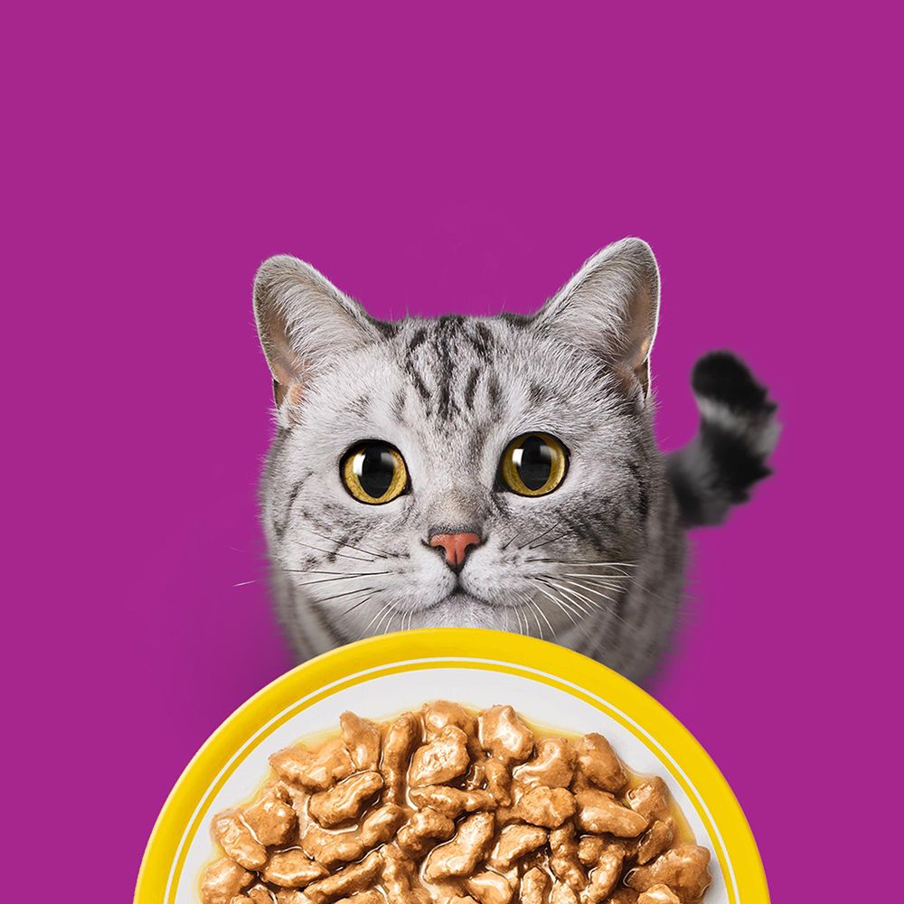 Katze blickt über eine Schale mit Whiskas Senior Geflügel Auswahl.
