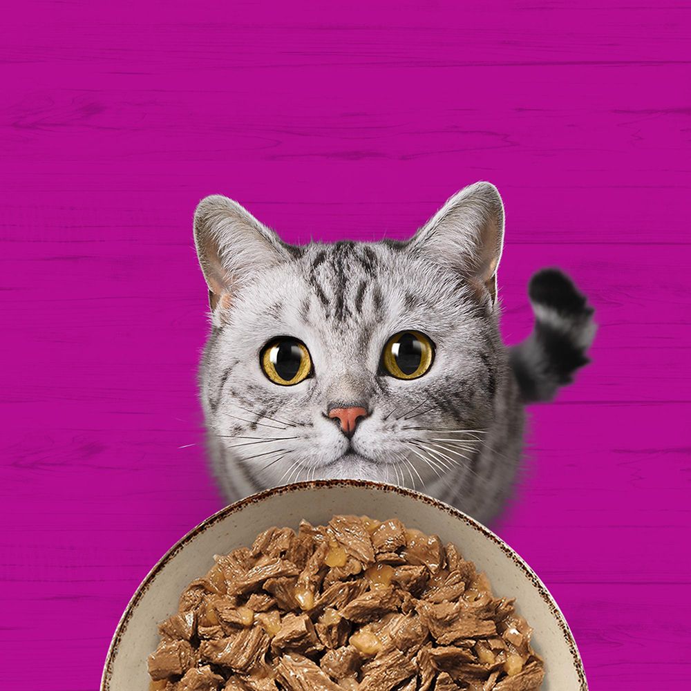 Katze blickt auf eine Schale mit Whiskas Pure Delight Katzennahrung.