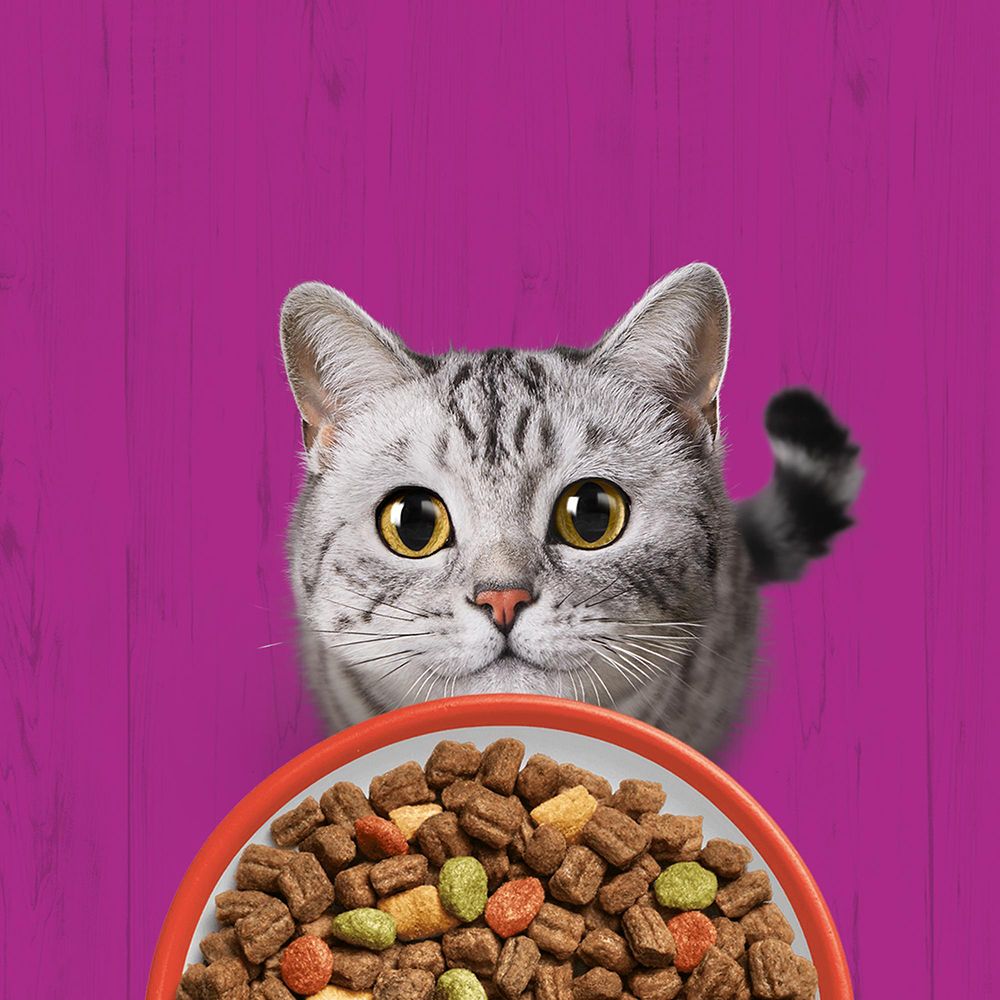 Whiskas Trockenfutter mit Rind, 3,8kg Beutel. Katze schaut auf eine Schüssel mit Futter.