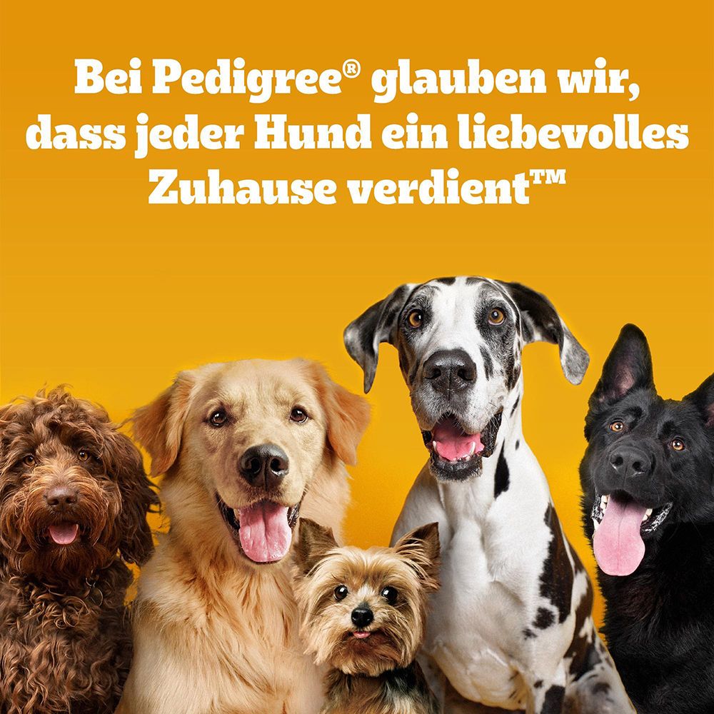Fünf Hunde verschiedener Rassen sitzen nebeneinander und schauen nach vorne.