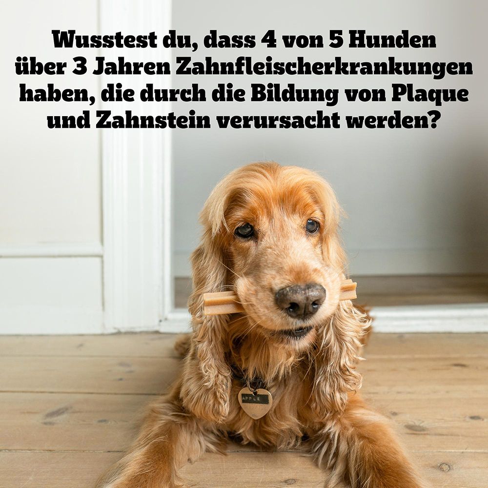 Hund mit Pedigree Denta Stix im Maul, der auf Zahnfleischerkrankungen hinweist.