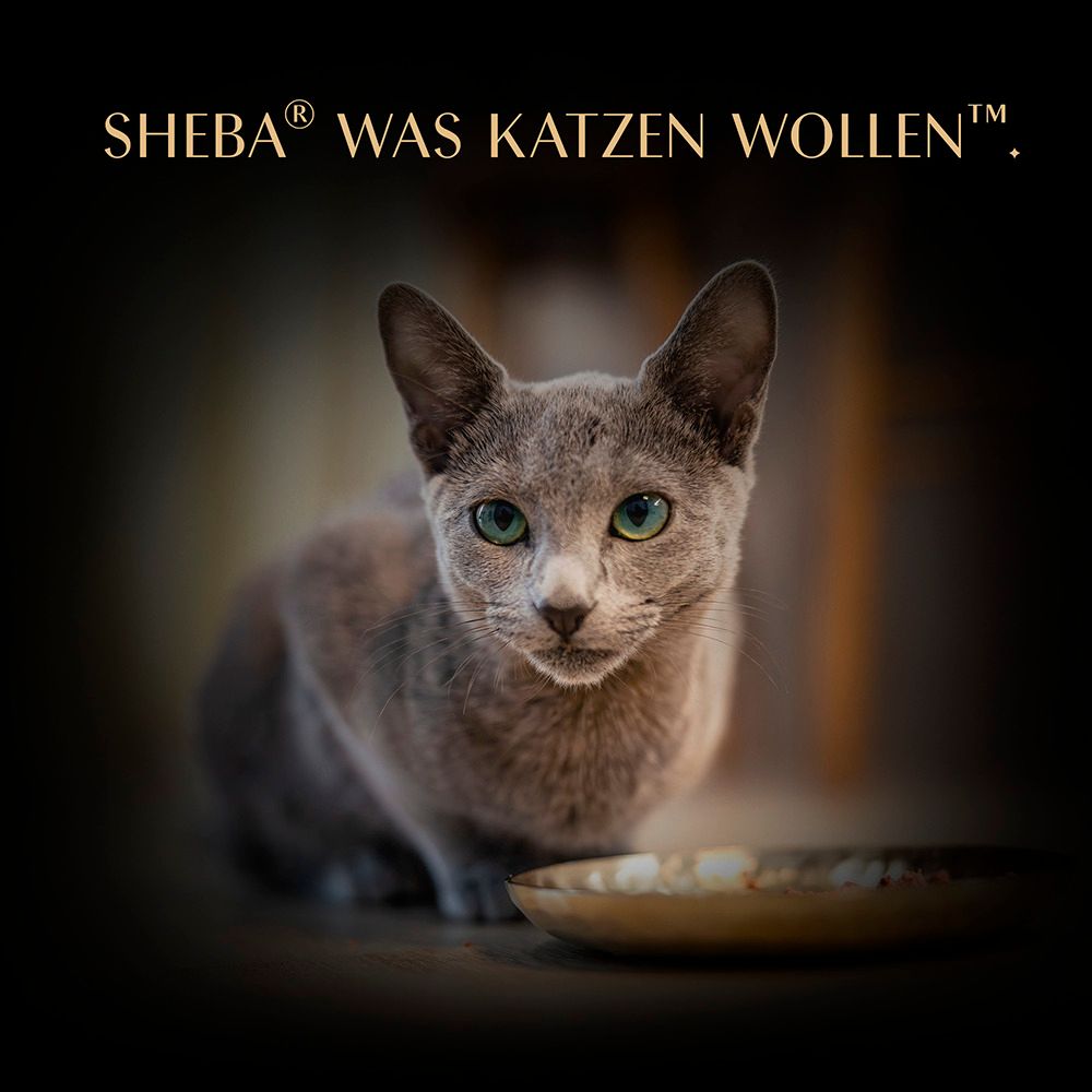 Sheba: Was Katzen wollen. Katze mit Futternapf.