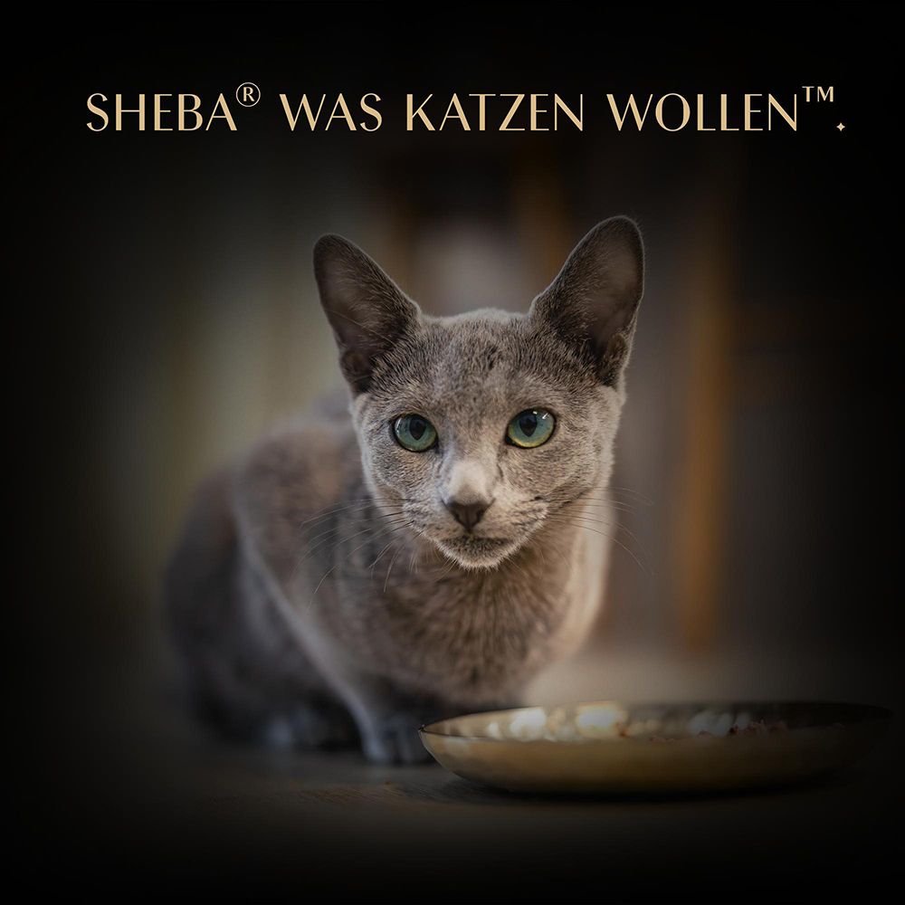 Sheba: Was Katzen wollen. Ein grauer Kater sitzt vor einem Napf mit Futter.