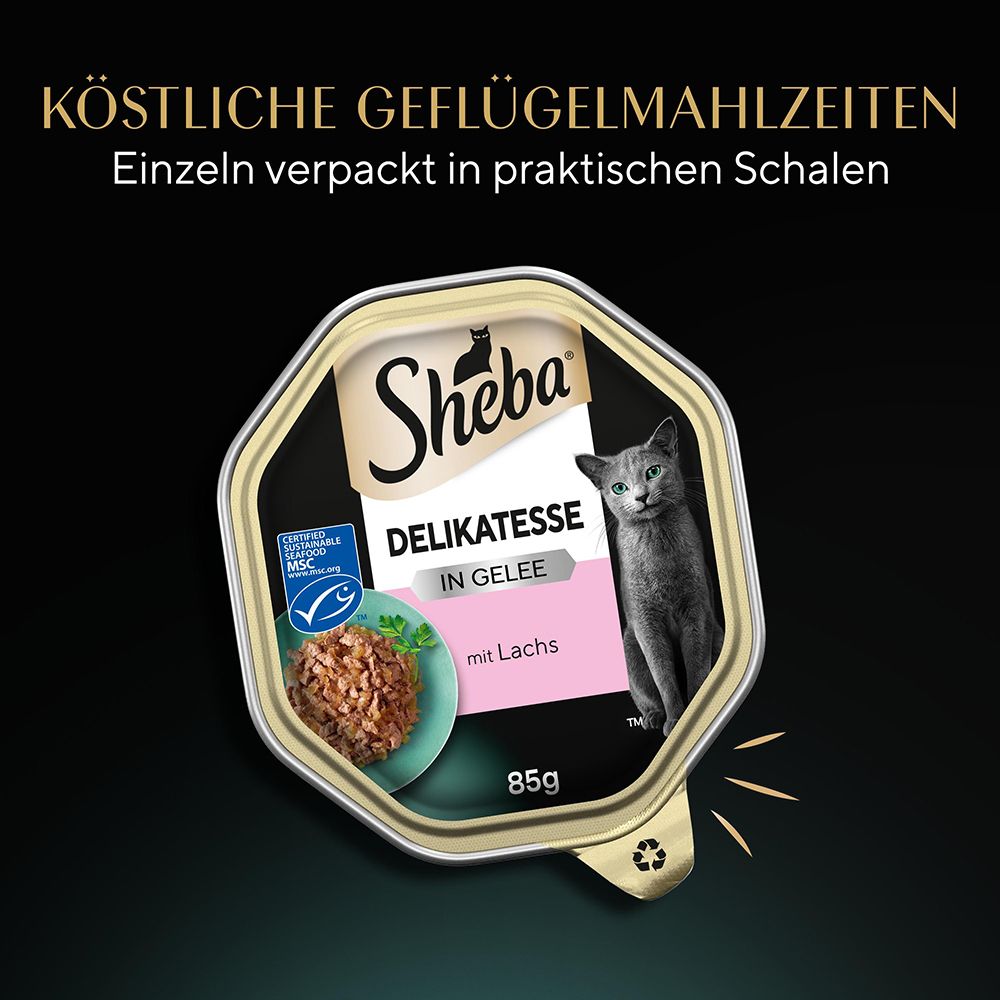 Sheba Schale 85g Delikatesse mit Lachs in Gelee. MSC-zertifizierter Lachs. Graue Katze auf der rechten Seite.