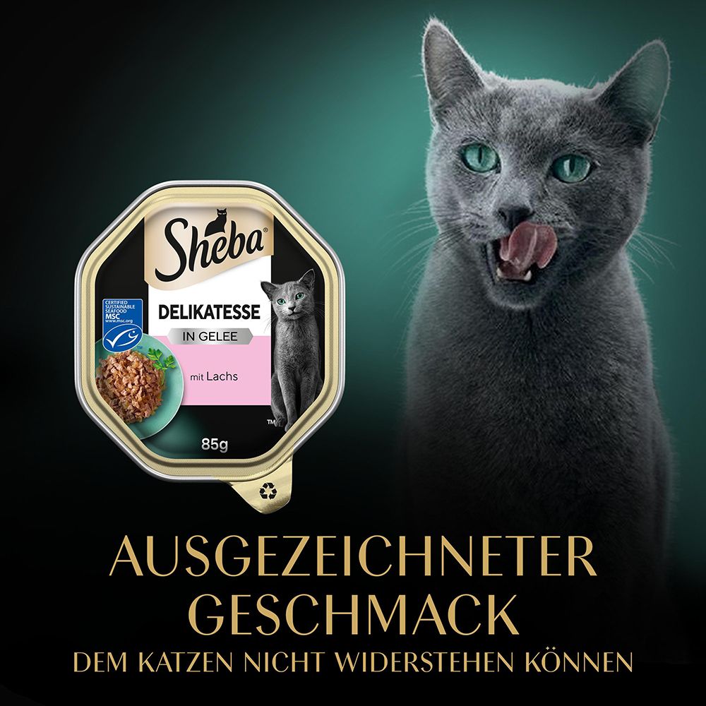 Graue Katze leckt sich die Lippen neben einer Sheba Schale 85g Delikatesse mit Lachs.