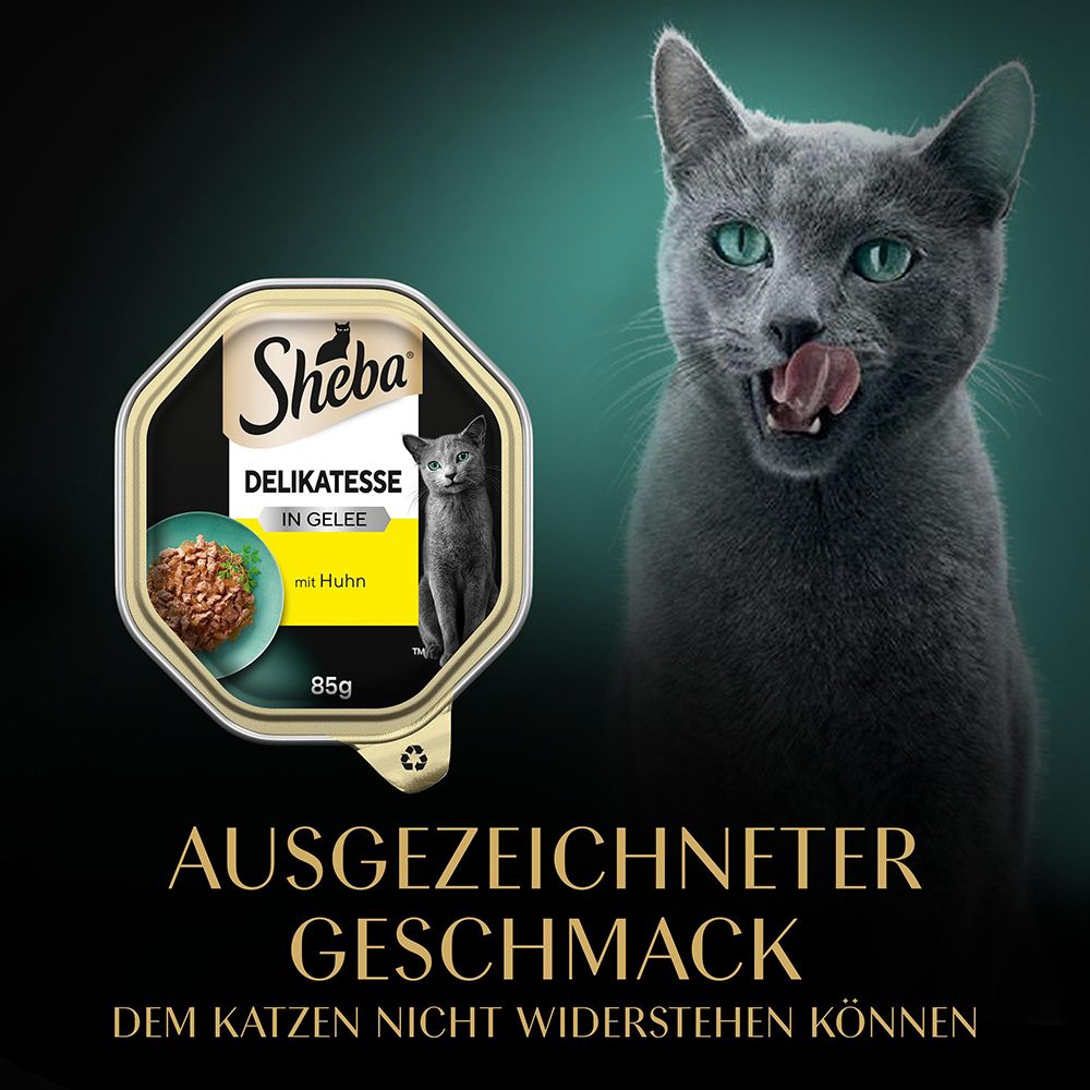 Sheba Schale Delikatessen in Gelee mit Huhn, 85g. Eine Katze leckt sich die Lippen vor einer Schale Futter.
