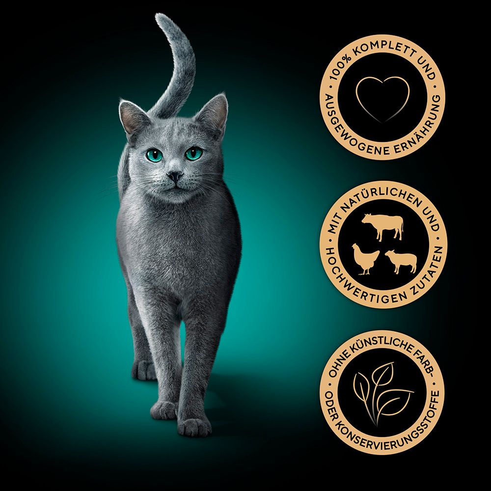 Graue Katze mit blauen Augen, umgeben von drei Kreisen mit Symbolen für Ernährung und Zutaten.