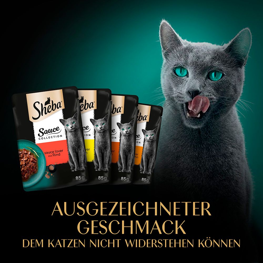 Grauer Kater leckt sich die Lippen vor Sheba Sauce Collection Beuteln mit Katzennahrung.