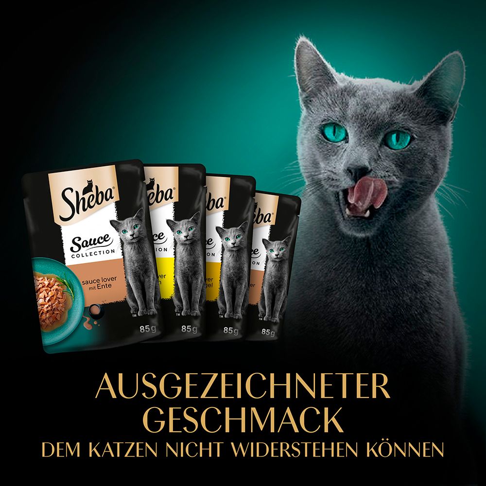 Grauer Kater leckt sich die Lippen vor Sheba Sauce Collection Beuteln.