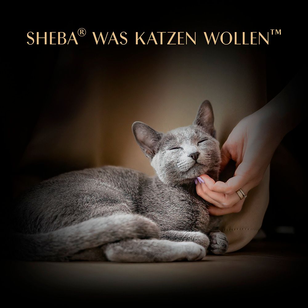 Sheba Katzenfutter: Eine Katze wird von einer Hand gestreichelt, mit geschlossenen Augen.
