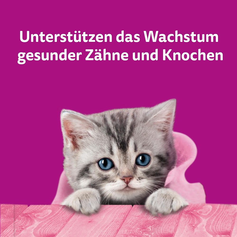 Whiskas Milch-Kätzchen Junior Huhn Snack: Kätzchen blickt über eine Holzoberfläche.