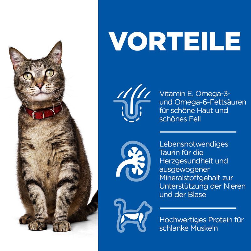 Katze mit Halsband. Vorteile: Haut, Fell, Herzgesundheit, Nieren, Blase, schlanke Muskeln. Blaue Hintergrund.