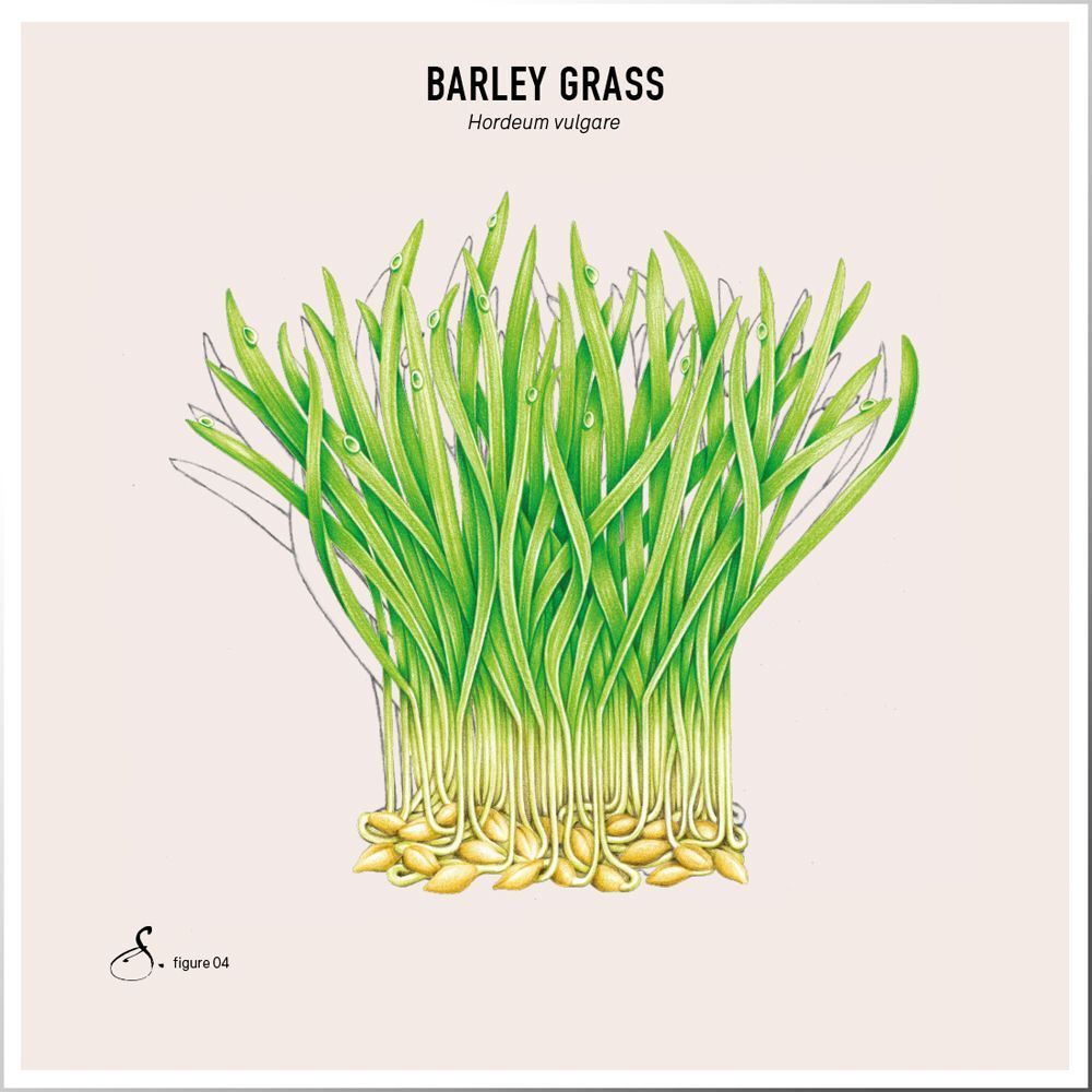 Illustration von Barley Grass. Grüne Halme mit Wurzeln und Samen. Aufschrift: Barley Grass, Hordeum vulgare.