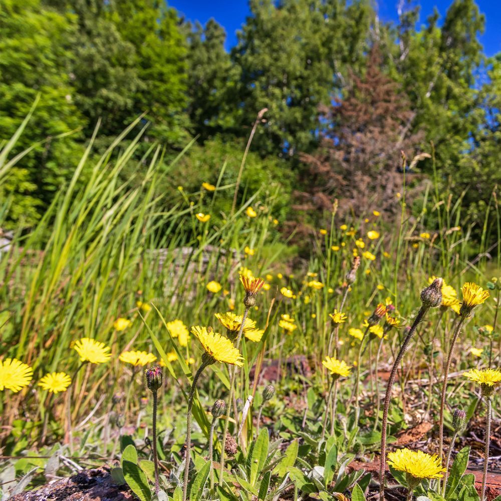 Nahaufnahme von gelben Blumen auf einer Wiese mit grünem Gras und Bäumen im Hintergrund.