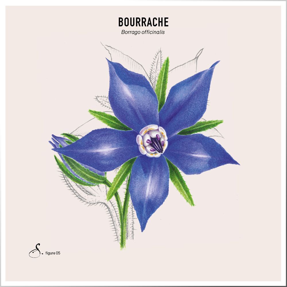 Illustration einer blauen Borretschblüte mit grünen Blättern. Text: Bourrache, Borago officinalis.