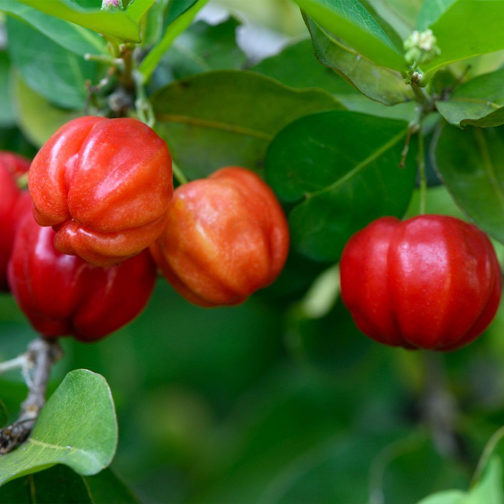 Nahaufnahme von roten Acerola-Kirschen an einem Ast mit grünen Blättern.