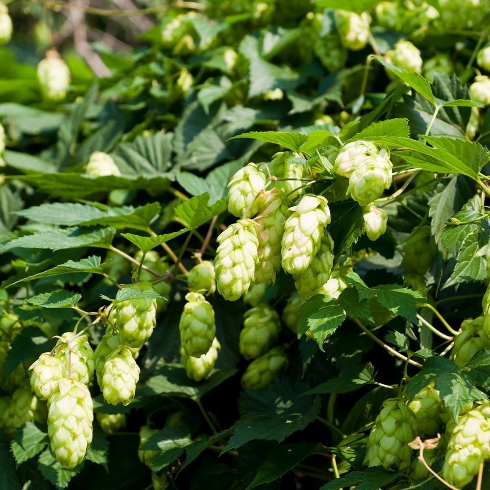 Nahaufnahme von Hopfenpflanzen mit grünen Blättern und hellgrünen Blütenständen. Natürliche Umgebung.