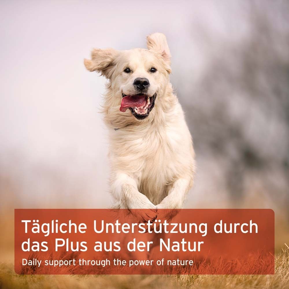 Goldener Retriever rennt auf einer Wiese. Roter Balken mit Text: Tägliche Unterstützung durch das Plus aus der Natur.