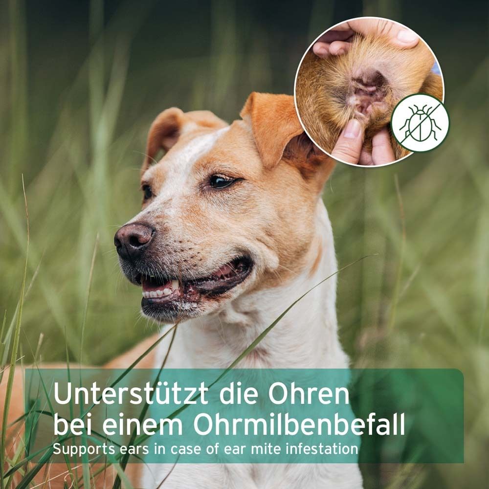Hund im Gras. Nahaufnahme des Ohrs mit Milbenbefall. Text: Unterstützt die Ohren bei einem Ohrmilbenbefall.