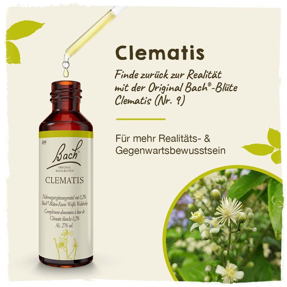 BACH®-BLÜTE CLEMATIS (Weiße Waldrebe)