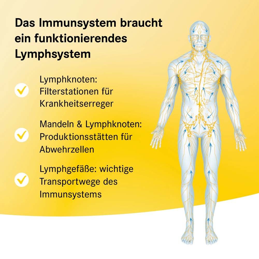 Illustration eines menschlichen Körpers mit Lymphsystem. Text: Das Immunsystem braucht ein funktionierendes Lymphsystem.