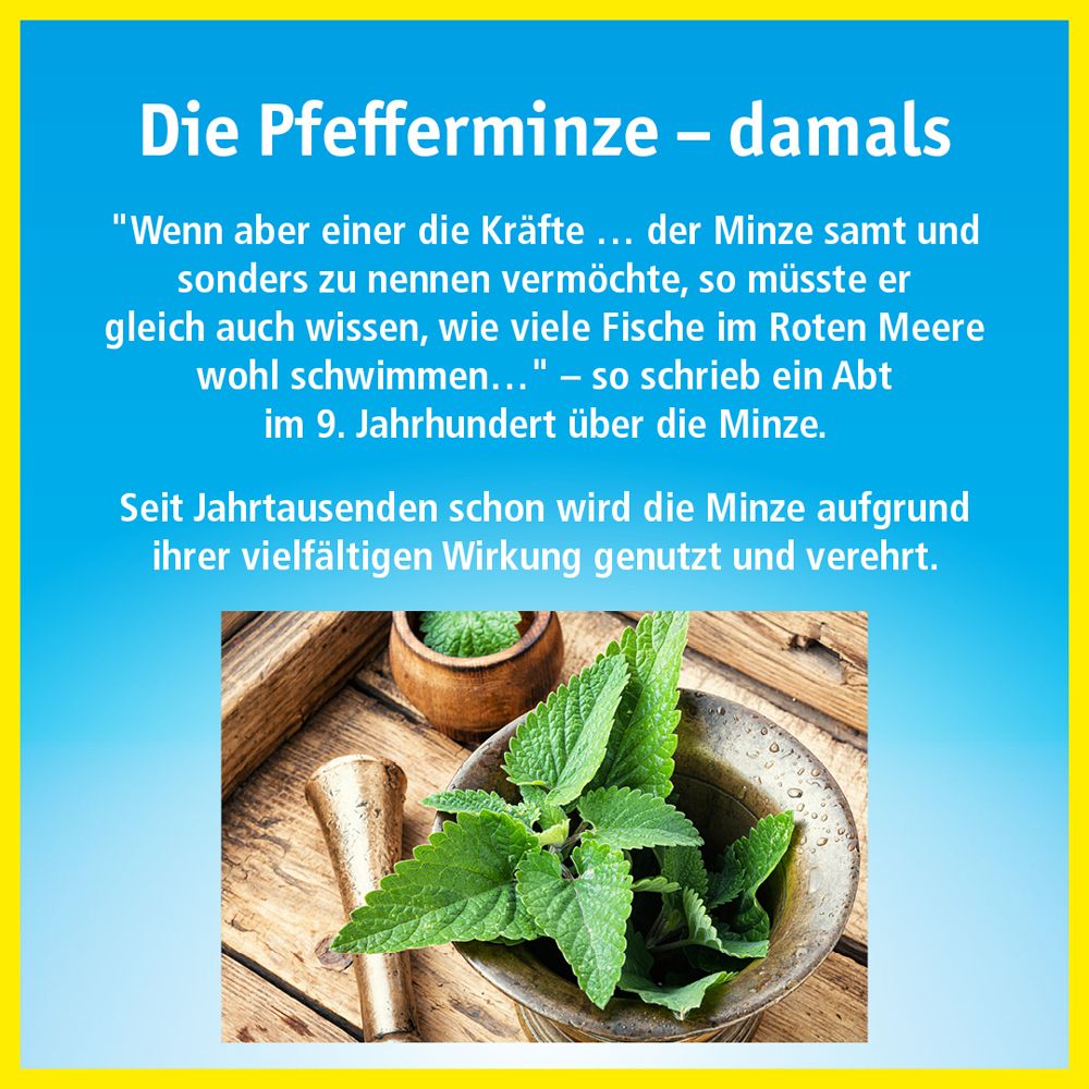 Text-basierte Abbildung über Pfefferminze. Zitat über Minze aus dem 9. Jahrhundert. Bild von Minze in einer Schale.