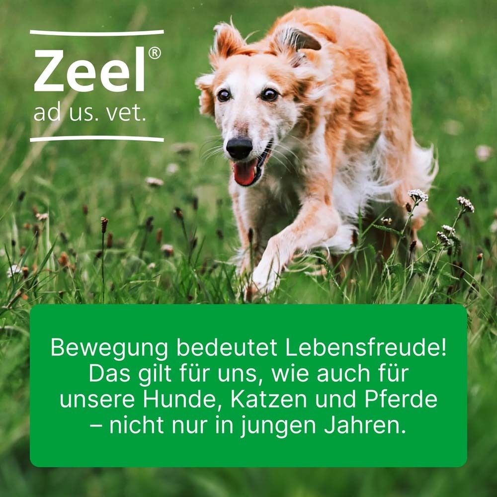 Hund rennt durch Gras. Aufschrift: Zeel ad us. vet. Text: Bewegung bedeutet Lebensfreude! Für Hunde, Katzen und Pferde.