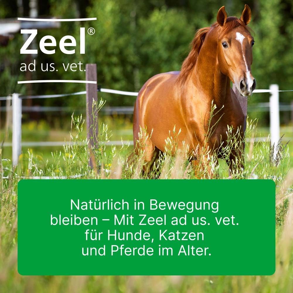Braunes Pferd auf einer Wiese mit Zeel ad us. vet. Logo. Text: Natürlich in Bewegung bleiben – Mit Zeel ad us. vet. für Hunde, Katzen und Pferde im Alter.
