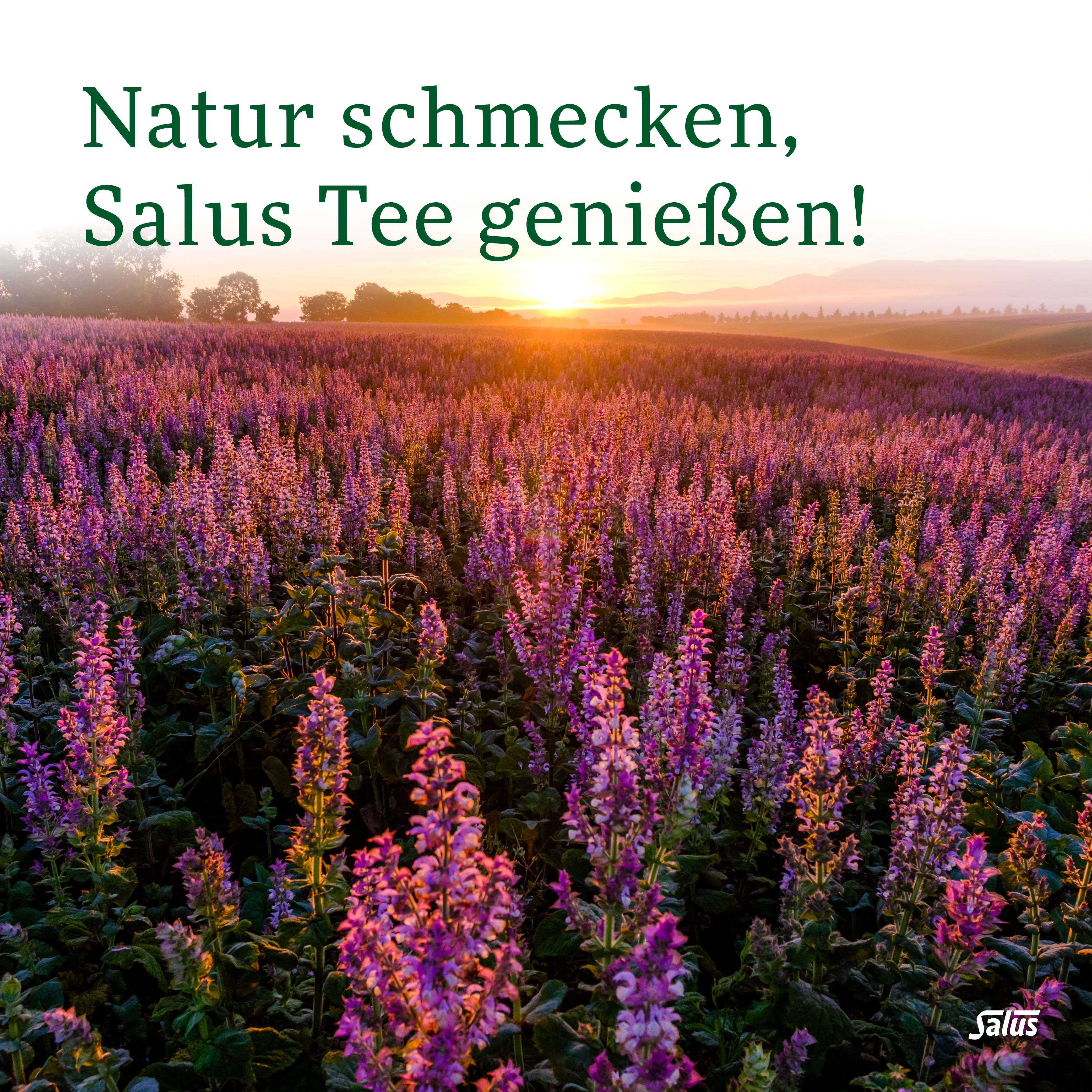 Landschaft mit Sonnenuntergang über lila Blumenfeld. Text: Natur schmecken, Salus Tee genießen!