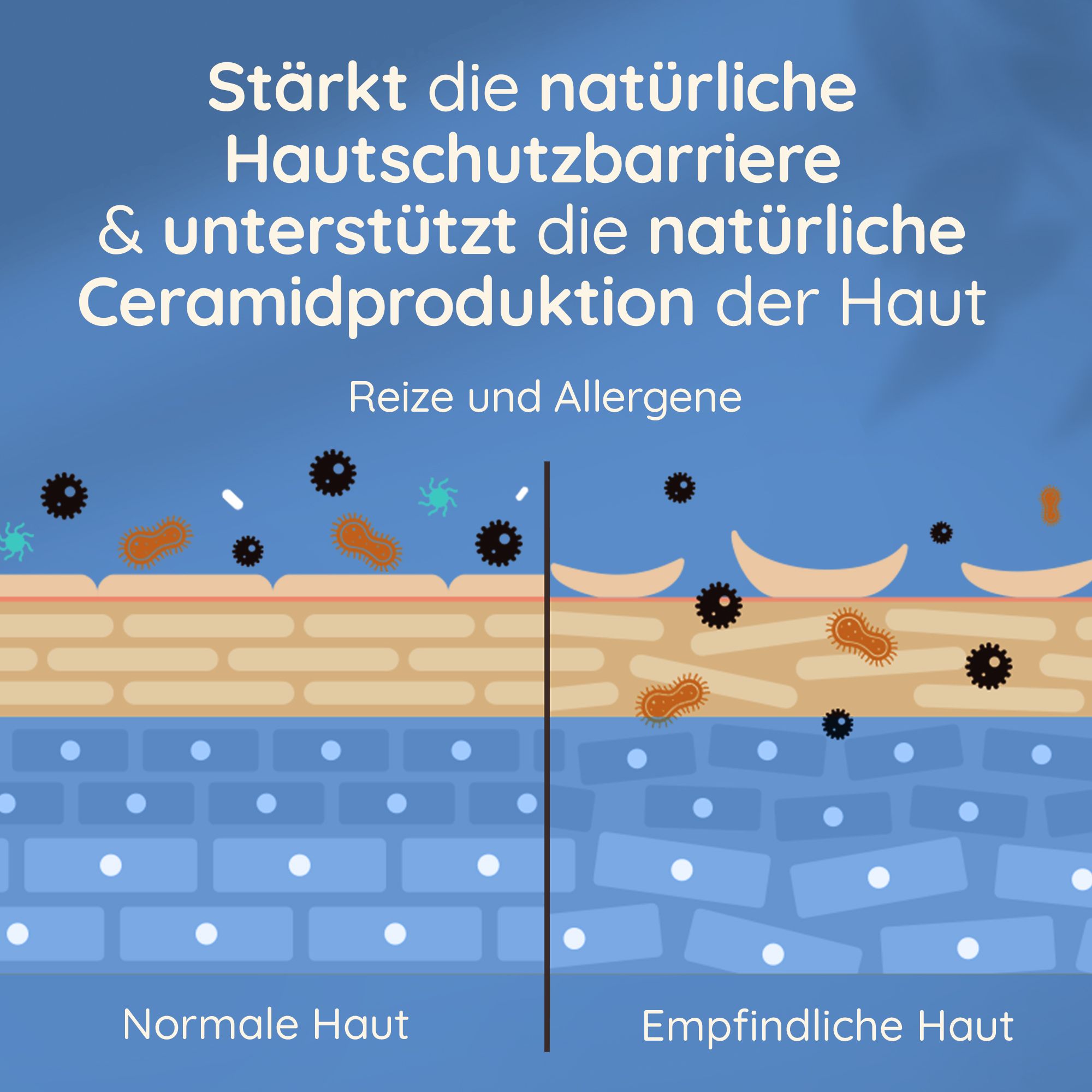 Diagramm: Normale Haut vs. empfindliche Haut. Text: Stärkt die natürliche Hautschutzbarriere & unterstützt die natürliche Ceramidproduktion.